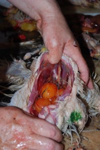 ביצים בשריים עדיין ללא קליפות שנמצאו בתוך תרנגולת שחוטה 